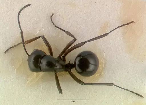 Polyrhachis dentata - CASTYPE06935-02