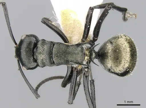 Polyrhachis denticulata specimen