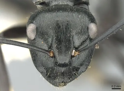 Polyrhachis denticulata specimen