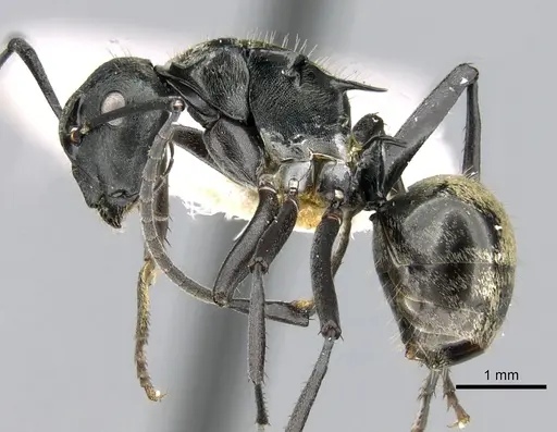 Polyrhachis denticulata - CASENT0906591