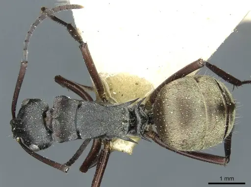 Polyrhachis denticulata - CASENT0912111