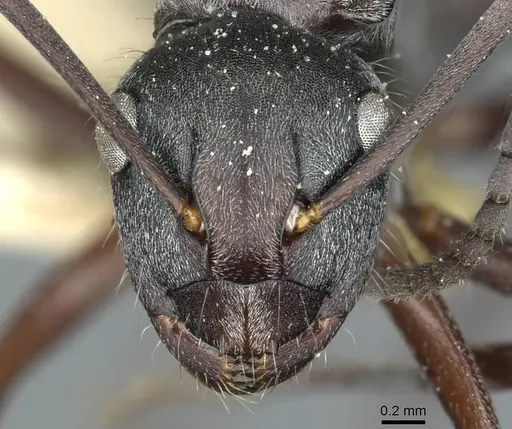 Polyrhachis denticulata - CASENT0912111