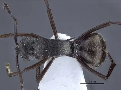 Polyrhachis denticulata - CASENT0916759