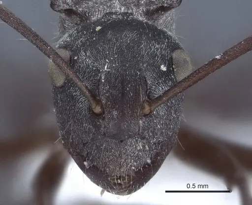 Polyrhachis denticulata - CASENT0916759