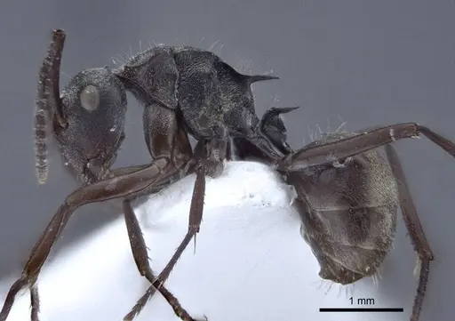 Polyrhachis denticulata - CASENT0916759