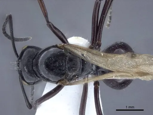 Polyrhachis denticulata - CASENT0916760