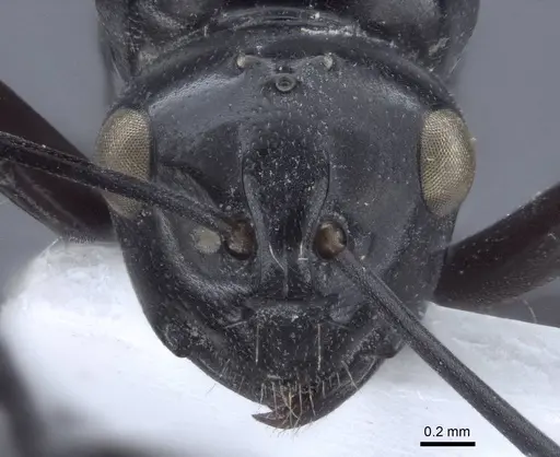 Polyrhachis denticulata - CASENT0916760