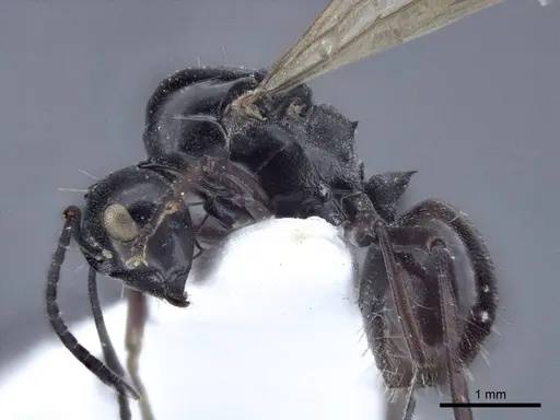 Polyrhachis denticulata - CASENT0916760