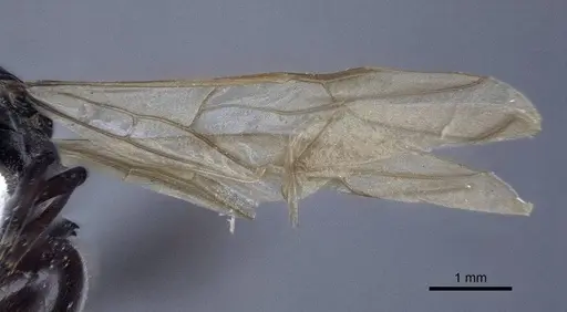 Polyrhachis denticulata - CASENT0916760