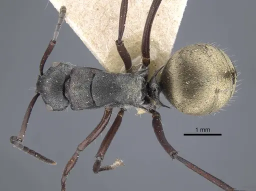 Polyrhachis denticulata - CASENT0917180