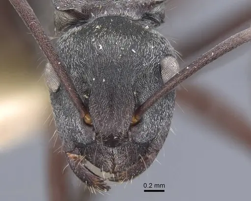 Polyrhachis denticulata - CASENT0917180