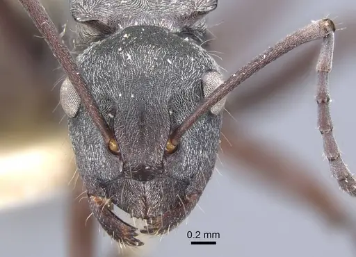 Polyrhachis denticulata - CASENT0917180