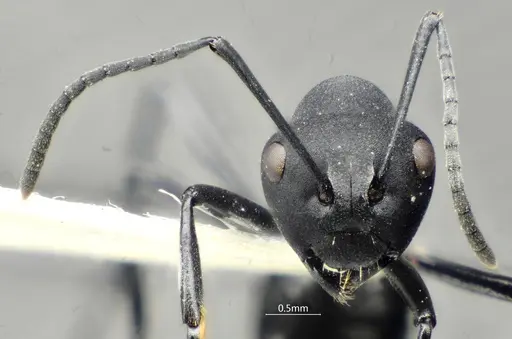 Polyrhachis dentihumera specimen