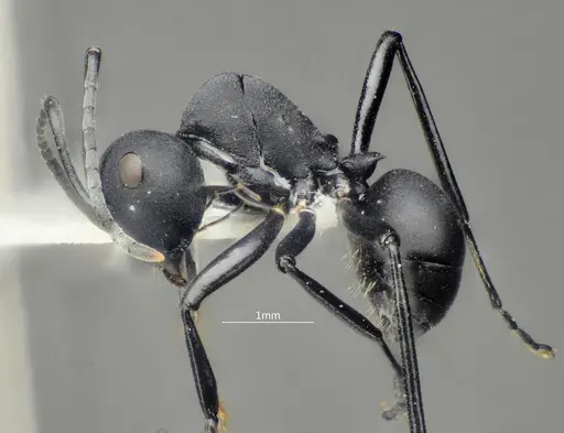 Polyrhachis dentihumera - ANTWEB1060620