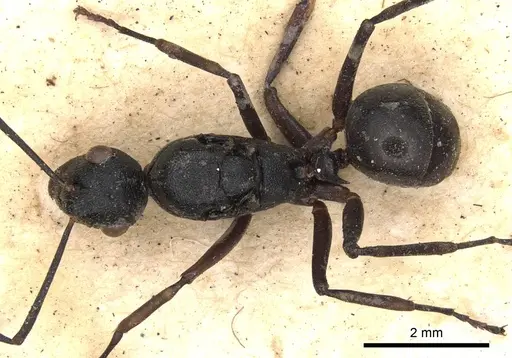 Polyrhachis derecyna specimen