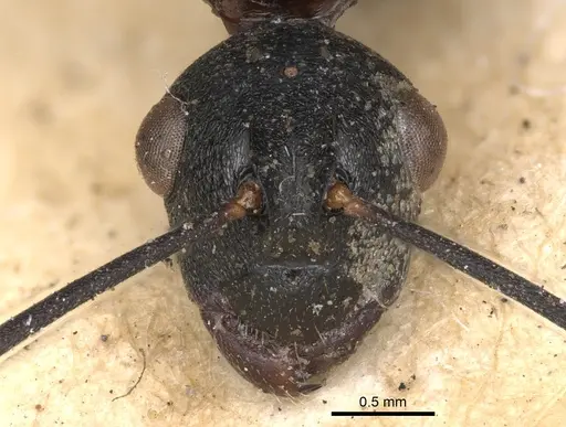 Polyrhachis derecyna specimen