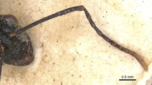 Polyrhachis derecyna specimen