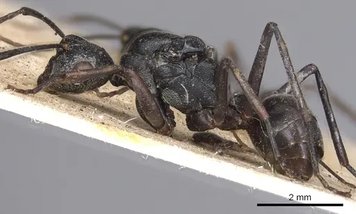 Polyrhachis derecyna - CASENT0901814