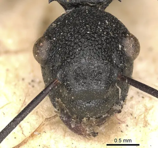 Polyrhachis derecyna - CASENT0901821