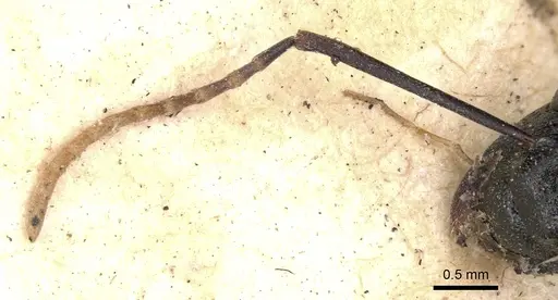 Polyrhachis derecyna - CASENT0901821