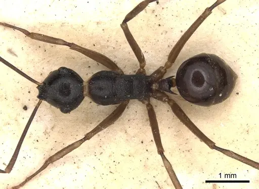 Polyrhachis derecyna - CASENT0901832