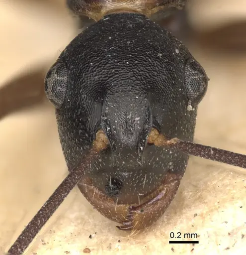 Polyrhachis derecyna - CASENT0901832