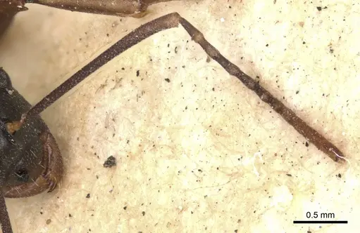 Polyrhachis derecyna - CASENT0901832