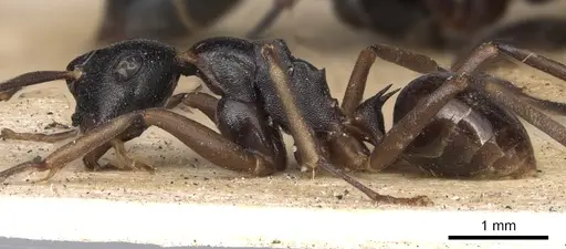 Polyrhachis derecyna - CASENT0901832