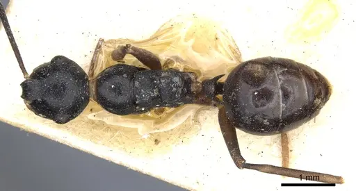 Polyrhachis derecyna - CASENT0903309