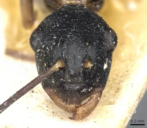 Polyrhachis derecyna - CASENT0903309