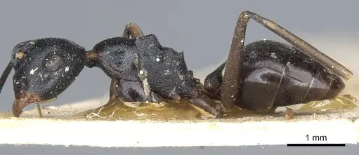 Polyrhachis derecyna - CASENT0903309