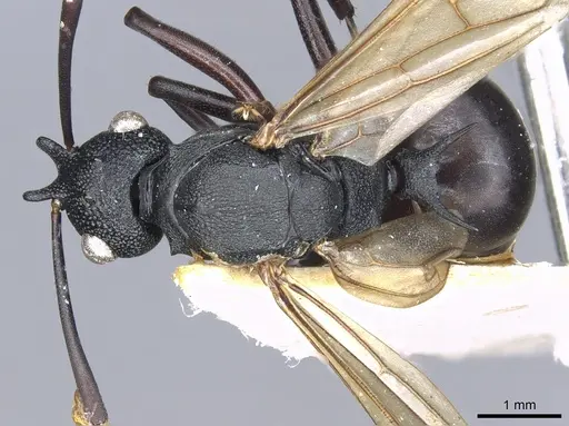 Polyrhachis derecyna - CASENT0903312
