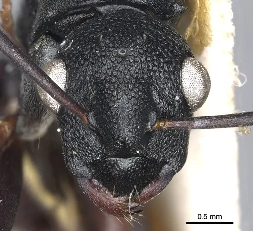 Polyrhachis derecyna - CASENT0903312