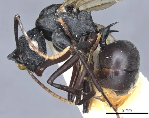Polyrhachis derecyna - CASENT0903312