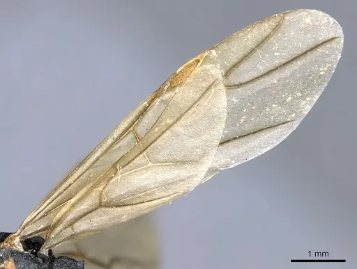 Polyrhachis derecyna - CASENT0903312