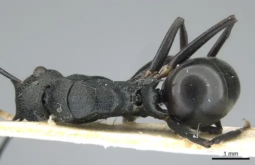 Polyrhachis derecyna - CASENT0906576