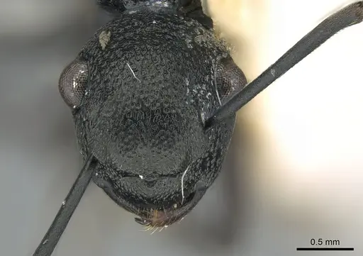 Polyrhachis derecyna - CASENT0906576