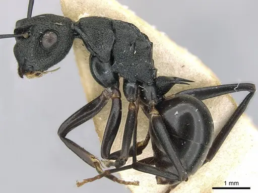 Polyrhachis derecyna - CASENT0906576