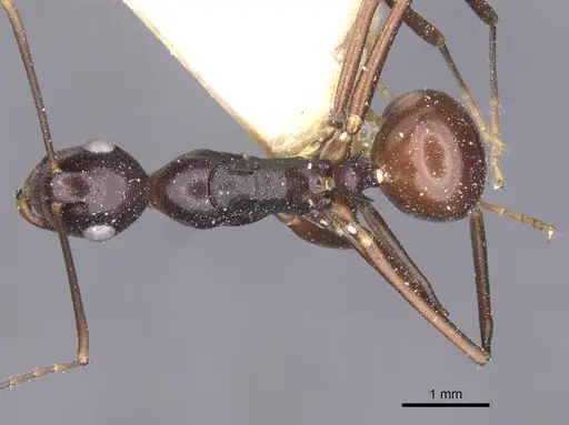 Polyrhachis derecyna - CASENT0912148
