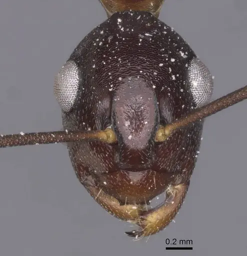 Polyrhachis derecyna - CASENT0912148