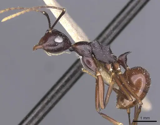 Polyrhachis derecyna - CASENT0912148