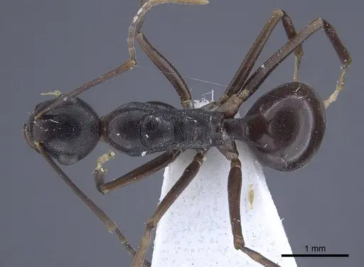 Polyrhachis derecyna - CASENT0916751