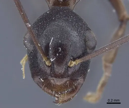 Polyrhachis derecyna - CASENT0916751