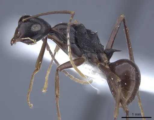 Polyrhachis derecyna - CASENT0916751