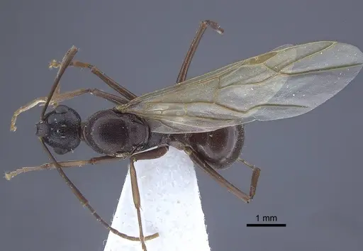 Polyrhachis derecyna - CASENT0916752