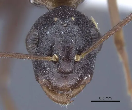 Polyrhachis derecyna - CASENT0916752