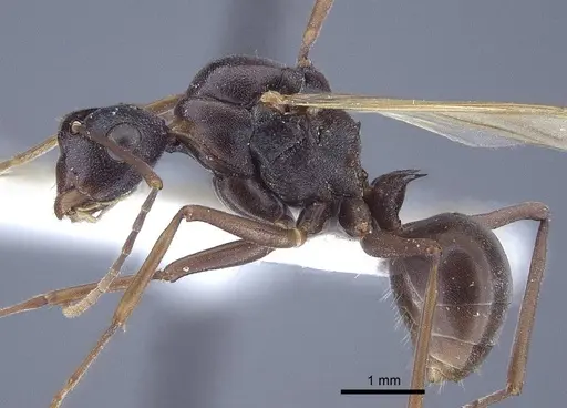 Polyrhachis derecyna - CASENT0916752