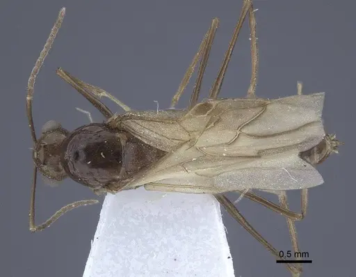 Polyrhachis derecyna - CASENT0916753