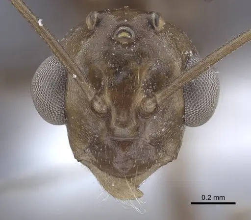 Polyrhachis derecyna - CASENT0916753