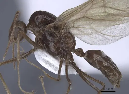 Polyrhachis derecyna - CASENT0916753